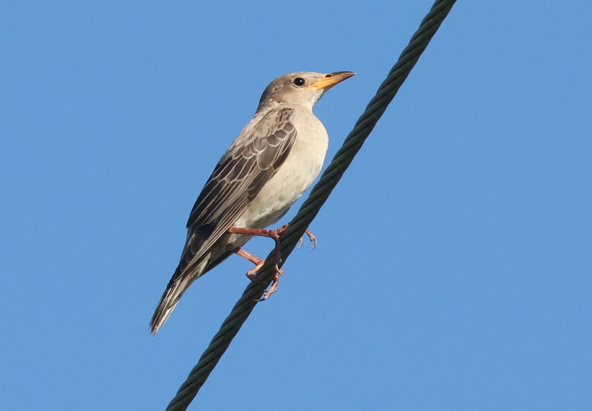 粉紅椋鳥 - ML642914531