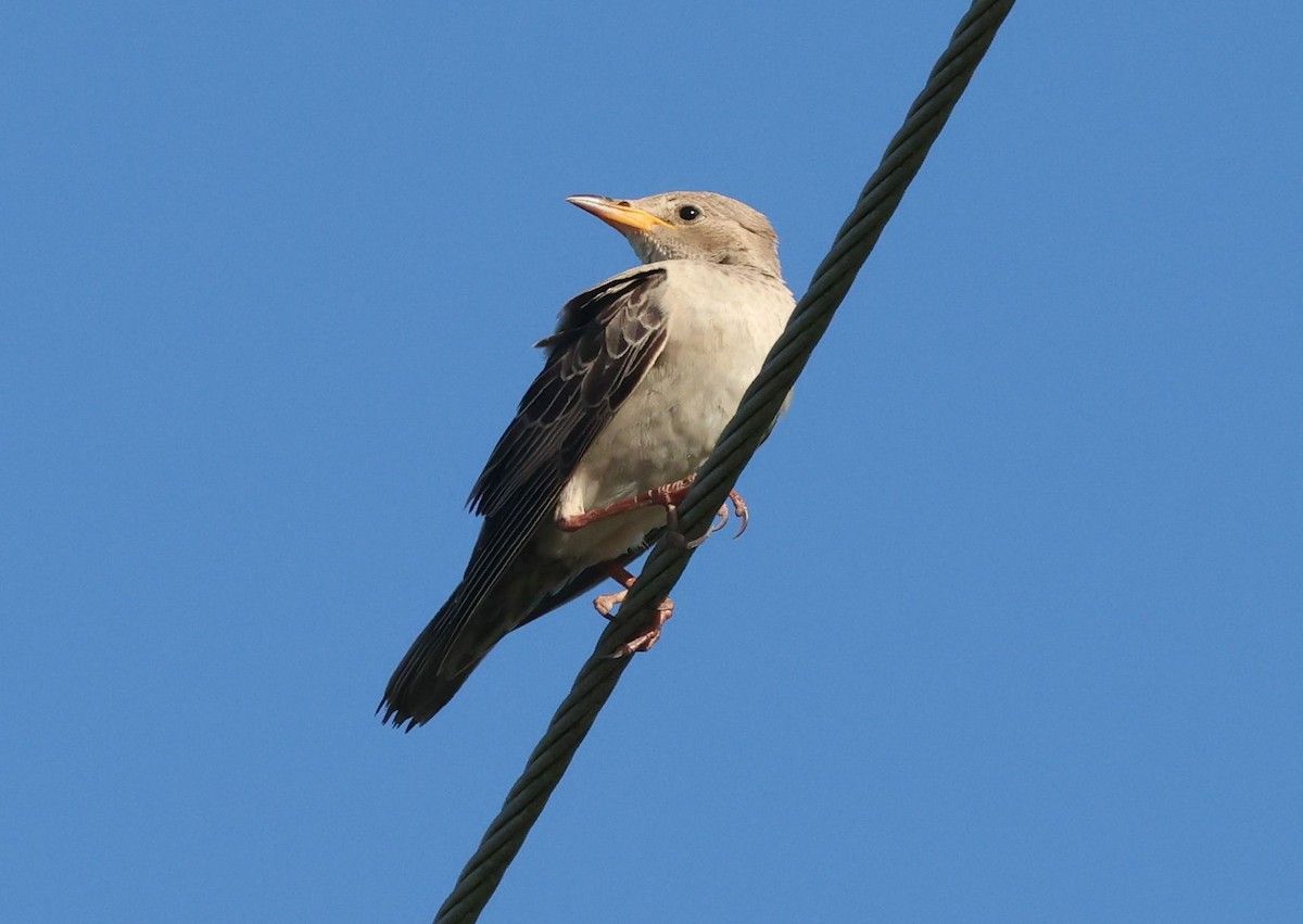 粉紅椋鳥 - ML642914532