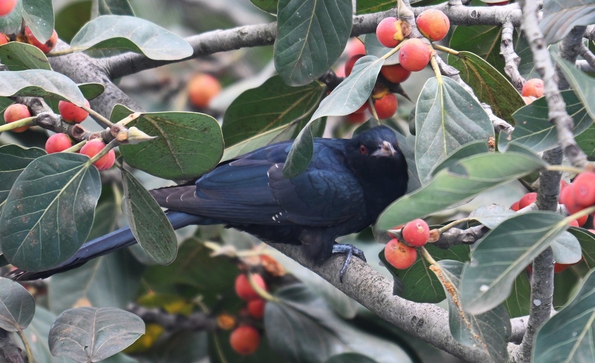 Asian Koel - ML642914533