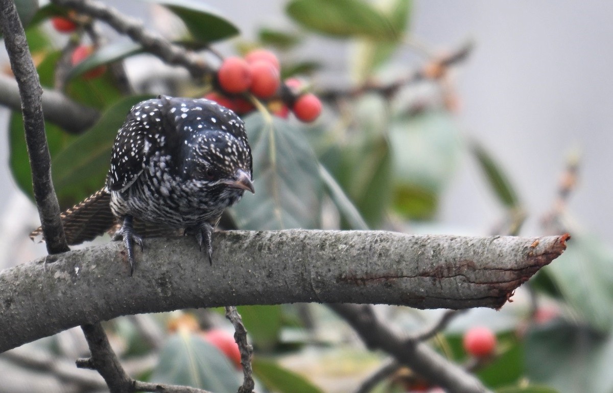 Asian Koel - ML642914534