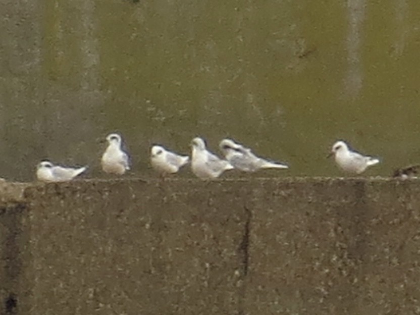 Forster's Tern - ML642914540