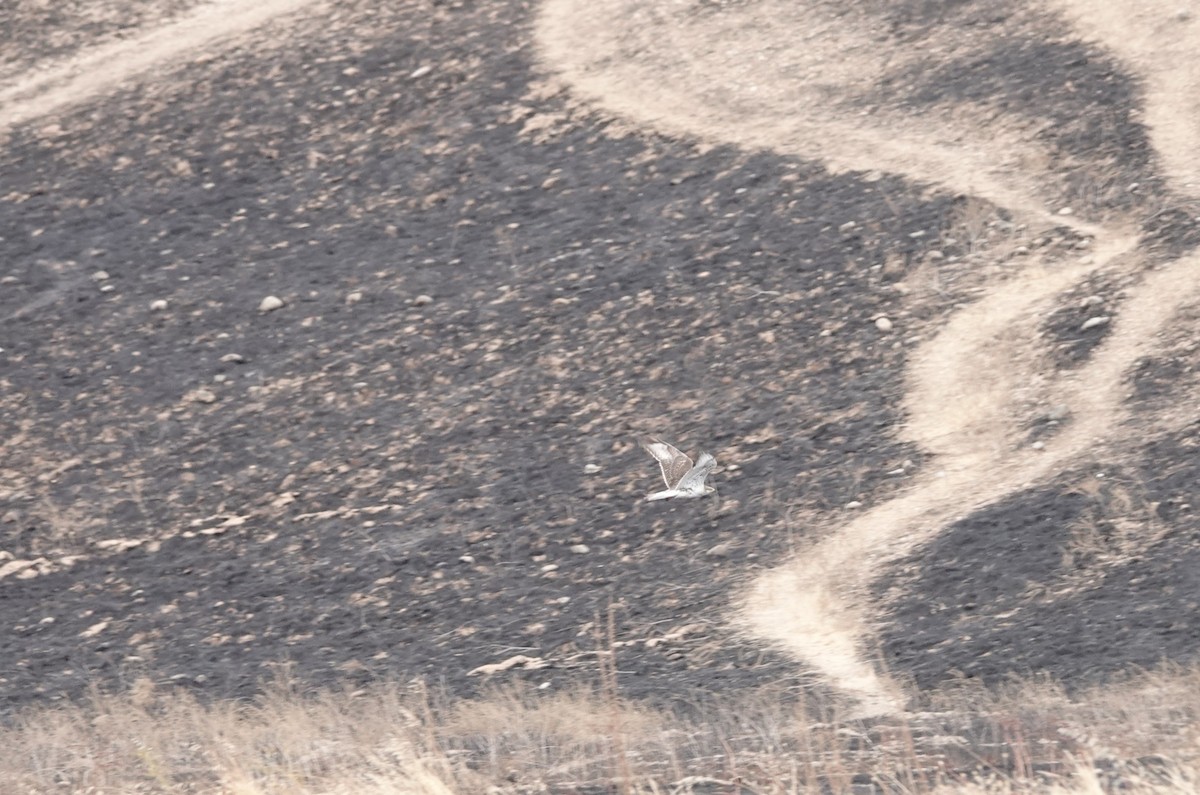 Ferruginous Hawk - ML642914548