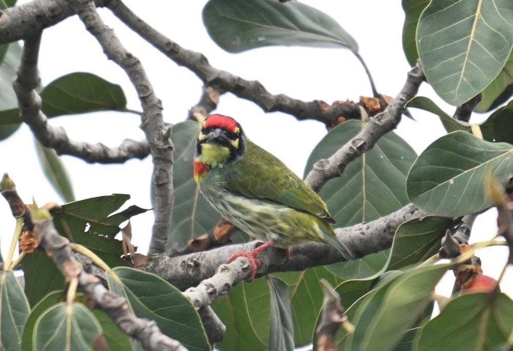 Coppersmith Barbet - ML642914549