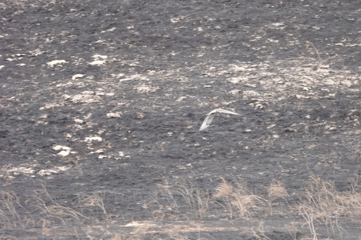 Ferruginous Hawk - ML642914551