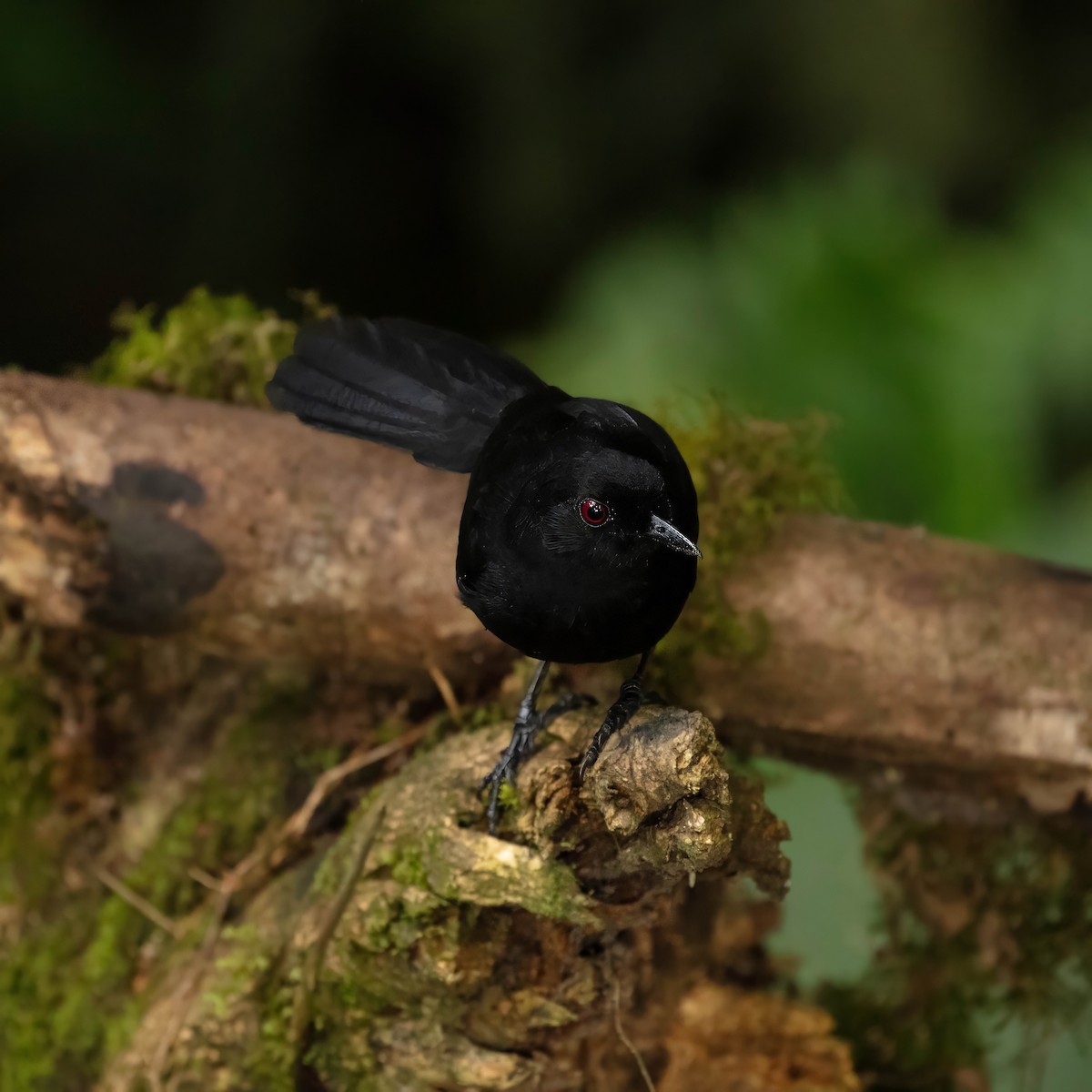 Black Antbird - ML642914554