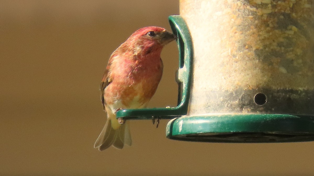 Purple Finch - ML642914579