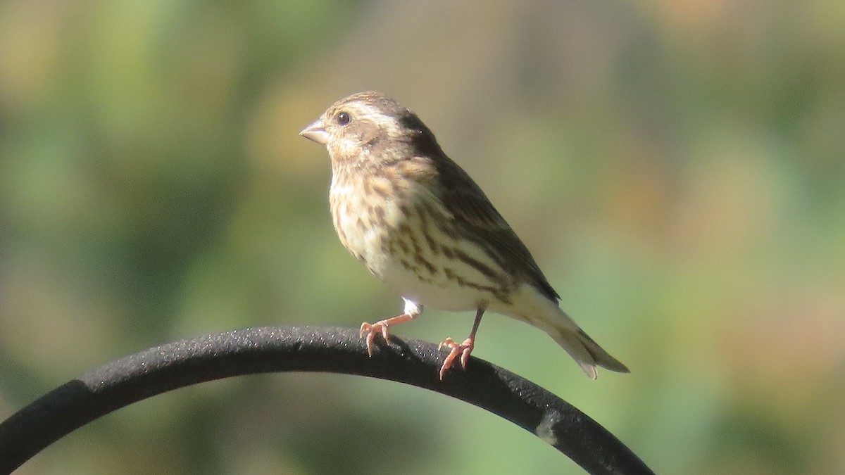 Purple Finch - ML642914581