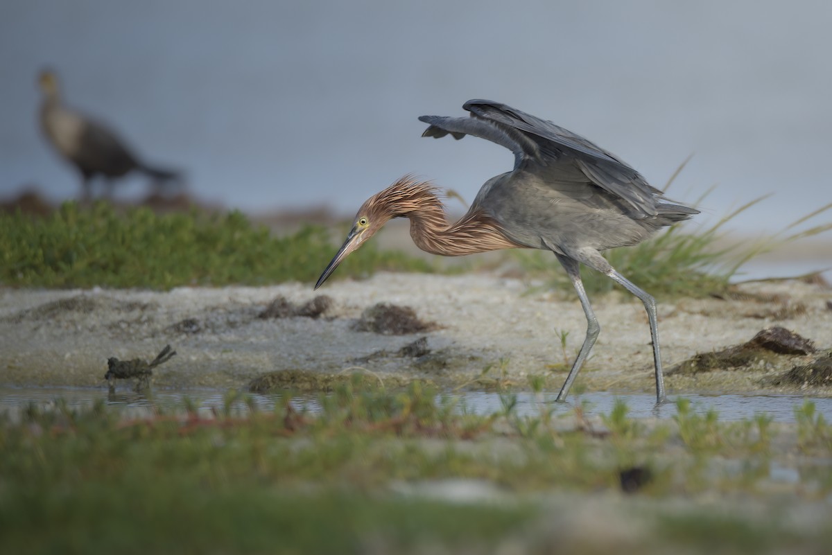 Reddish Egret - ML642914584