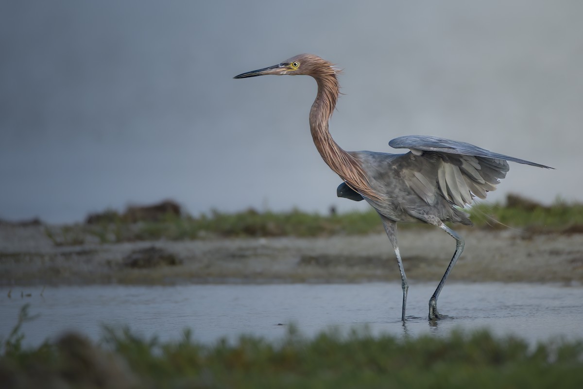 Reddish Egret - ML642914585