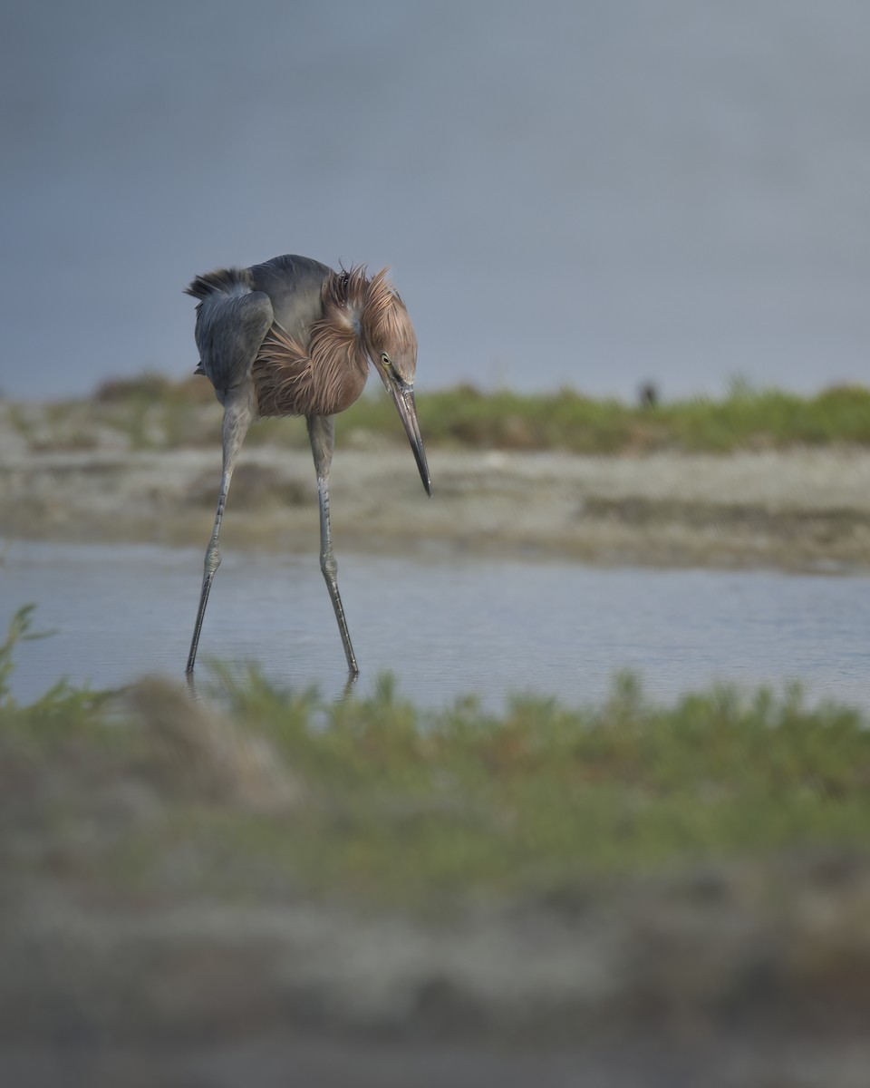 Reddish Egret - ML642914586