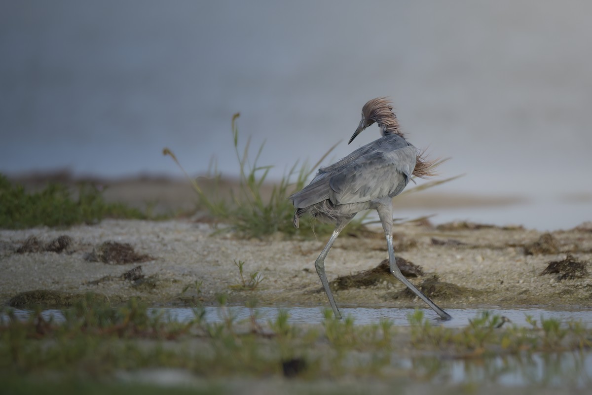 Reddish Egret - ML642914587