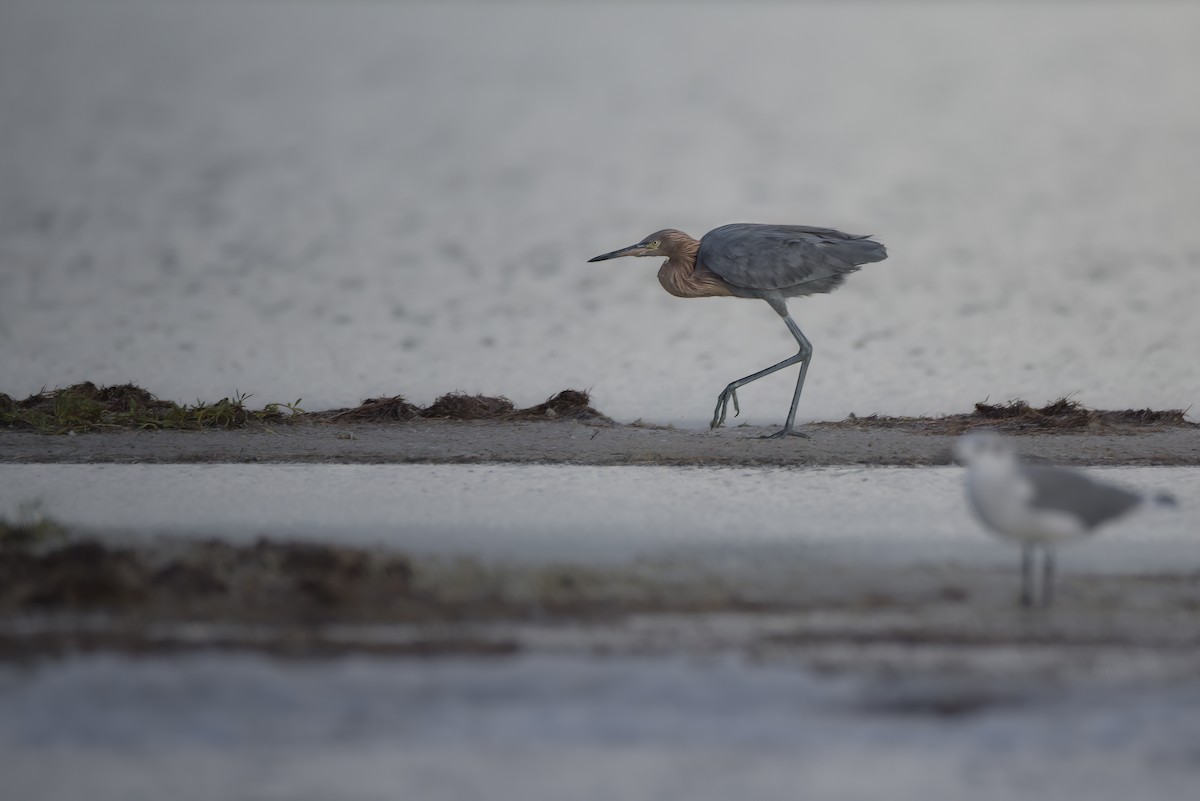 Reddish Egret - ML642914588