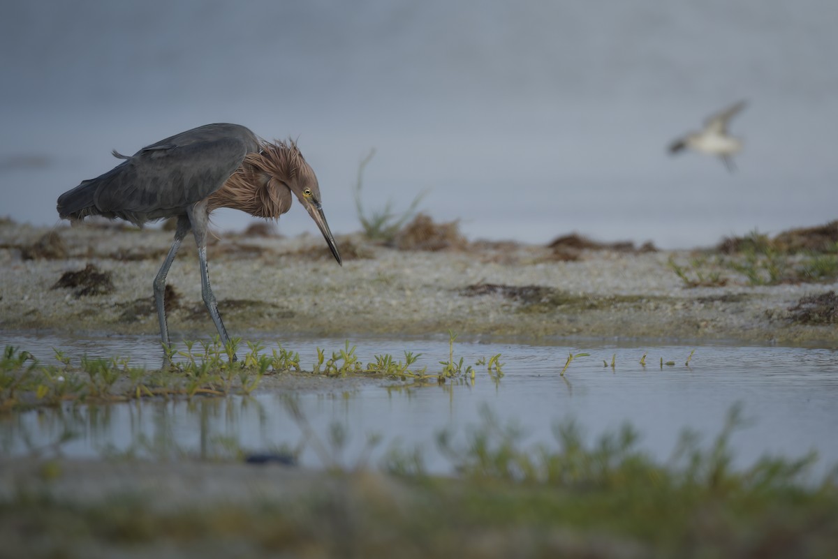 Reddish Egret - ML642914589