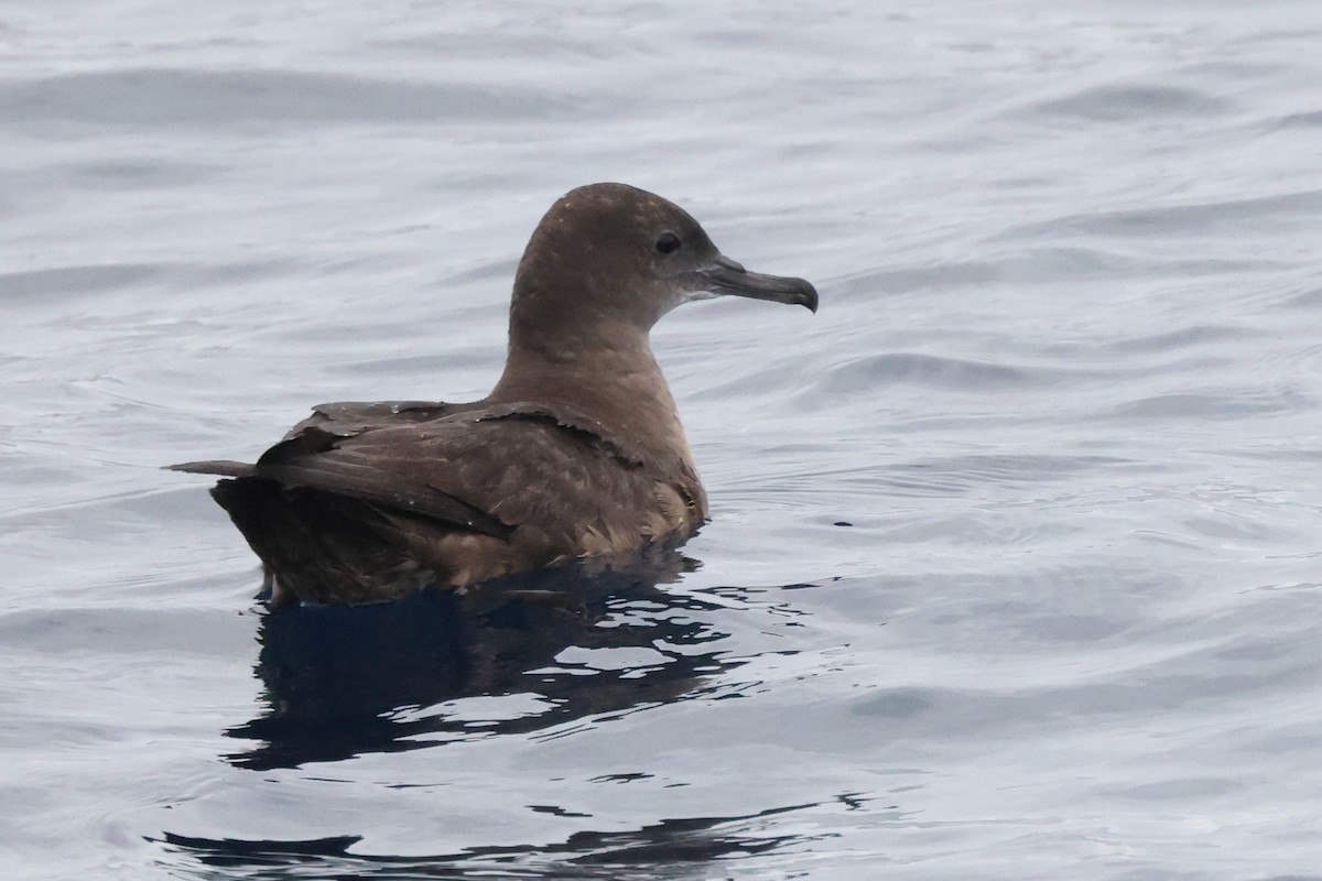 Puffin fuligineux - ML642914592