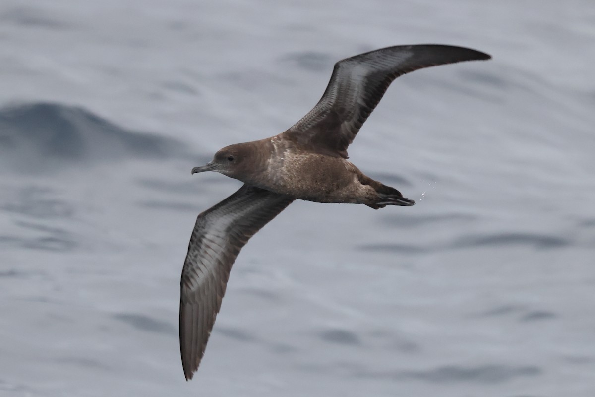 Puffin fuligineux - ML642914593