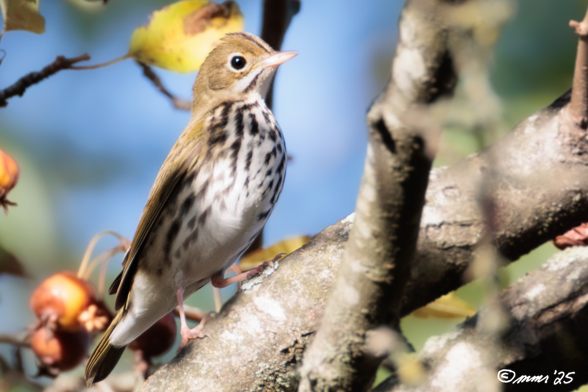 Ovenbird - ML642914596