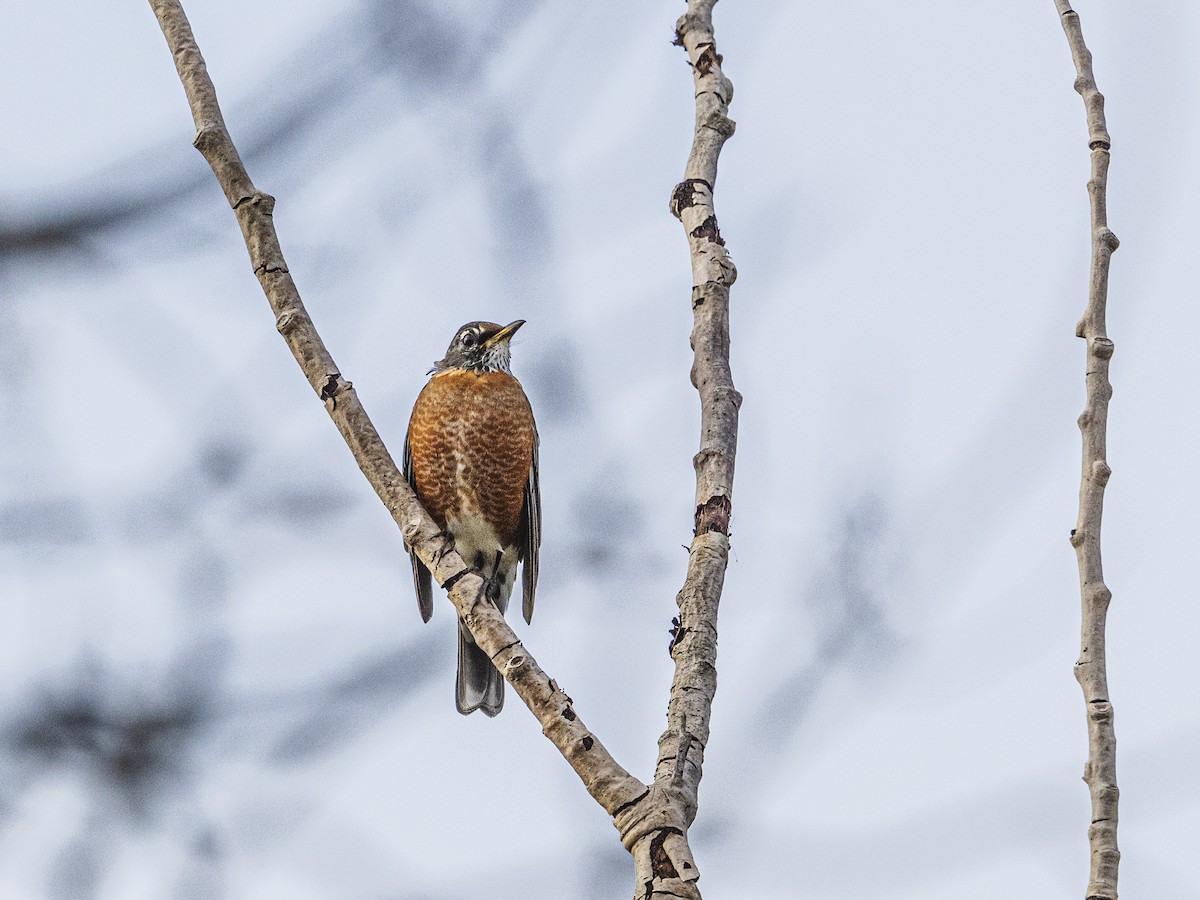 American Robin - ML642914614