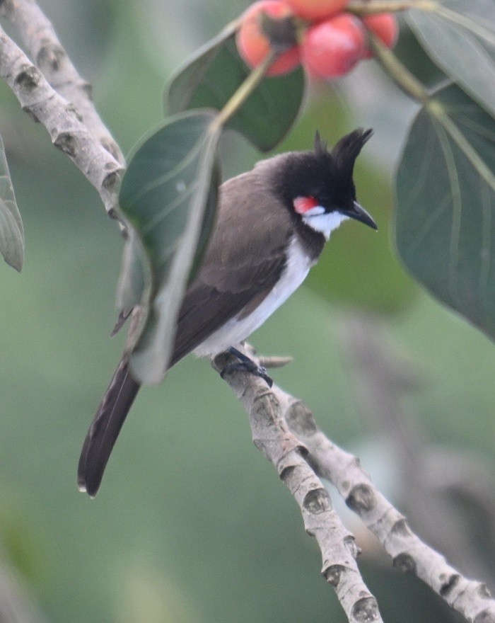 Bulbul orphée - ML642914648