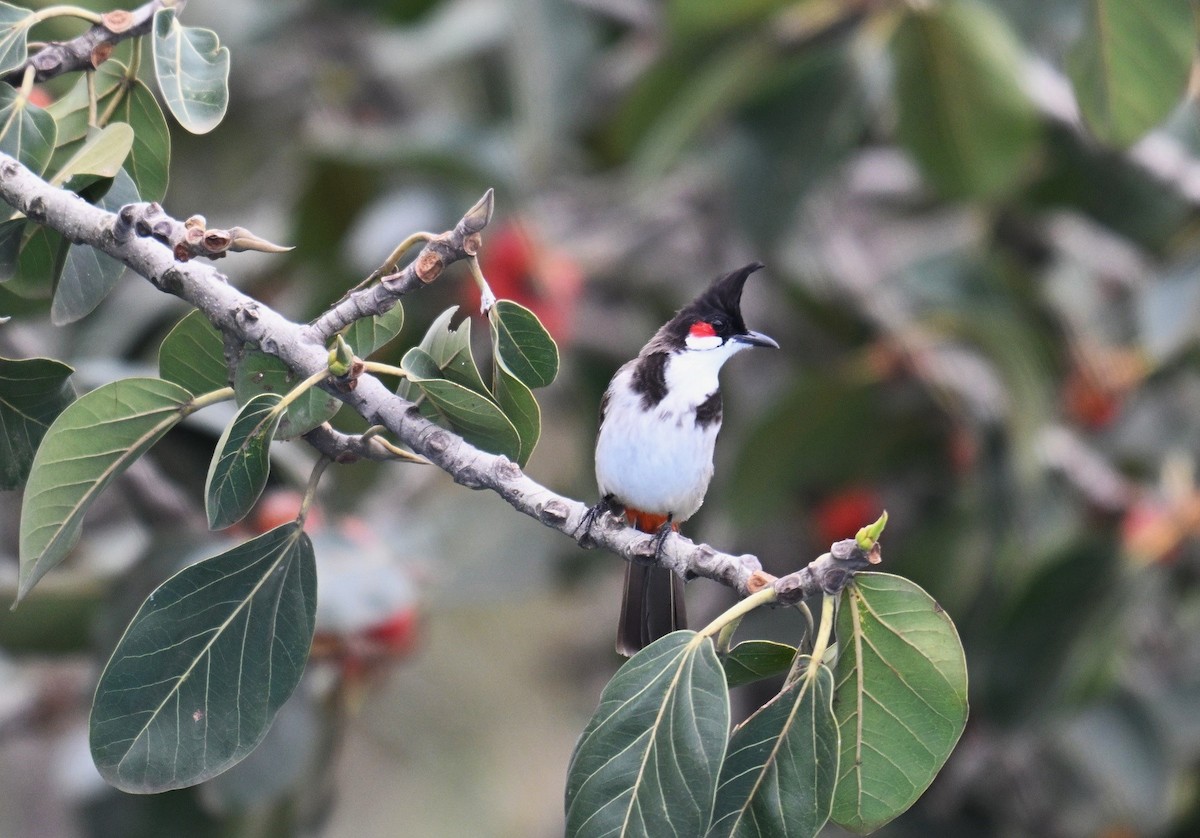 Bulbul orphée - ML642914649