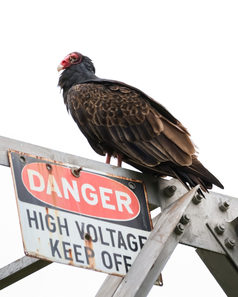 kondor krocanovitý - ML642914650