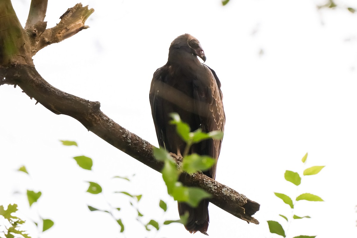 kondor krocanovitý - ML642914651