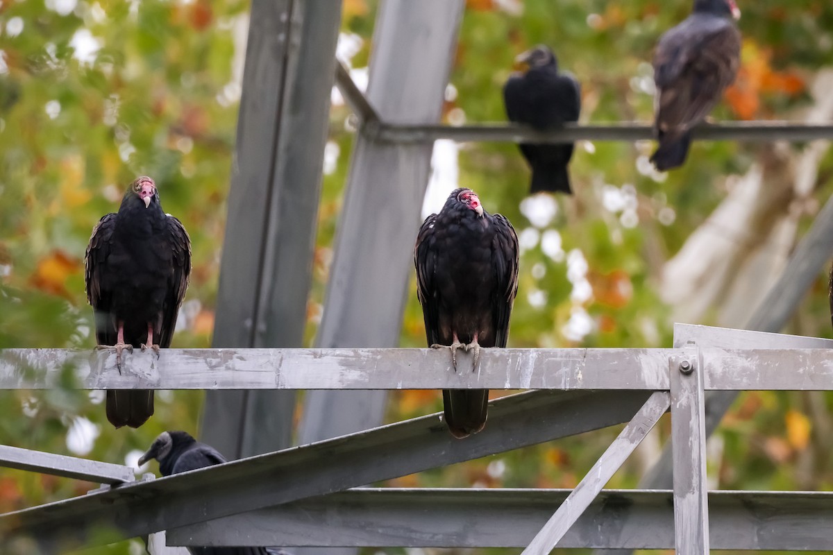 kondor krocanovitý - ML642914652