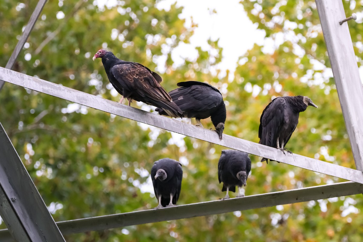 kondor krocanovitý - ML642914653