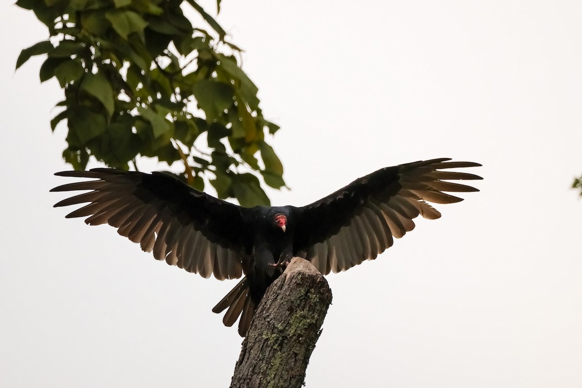 kondor krocanovitý - ML642914654