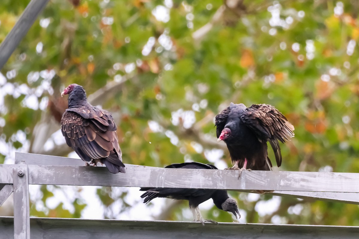 kondor krocanovitý - ML642914655