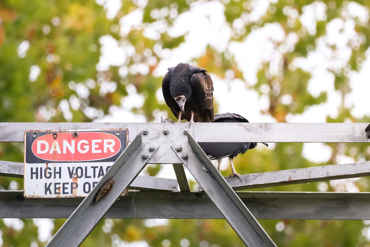 kondor krocanovitý - ML642914657