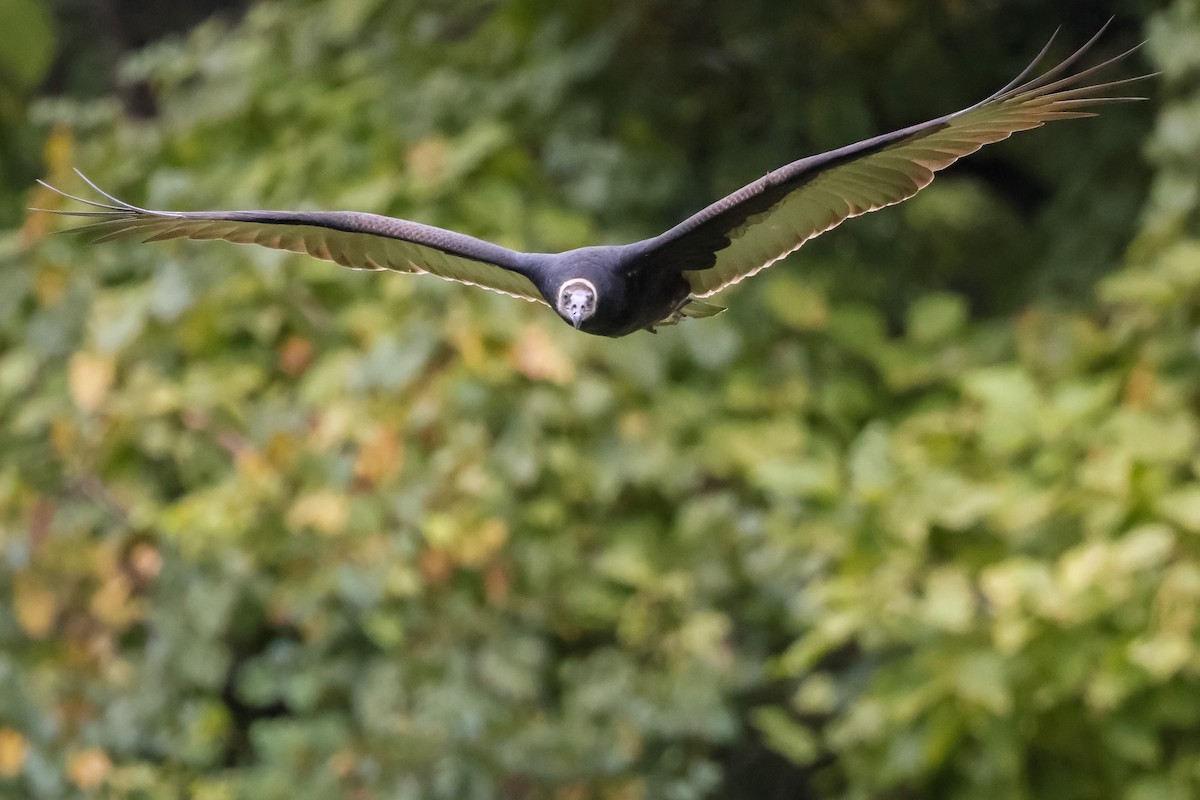 Катарта-индейка - ML642914658