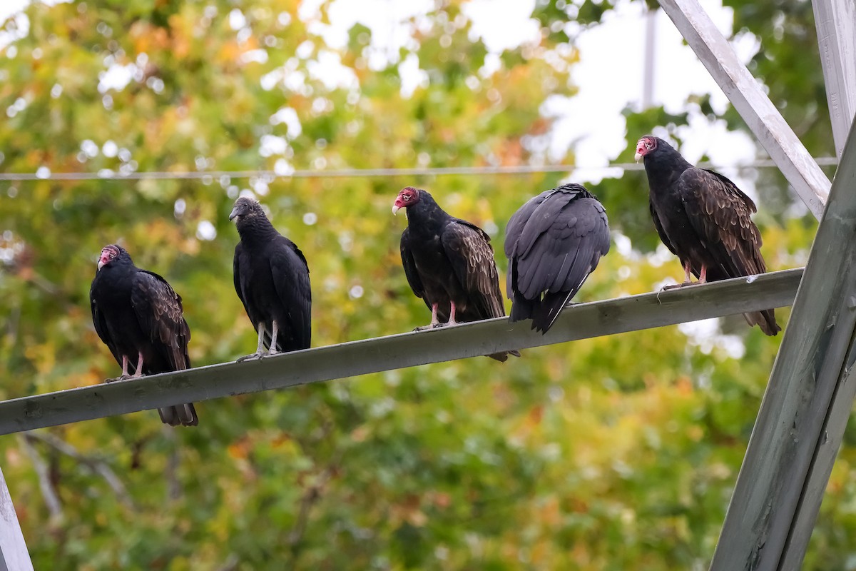 kondor krocanovitý - ML642914659