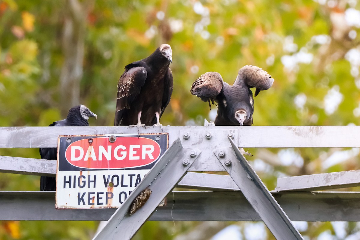 Катарта-индейка - ML642914660