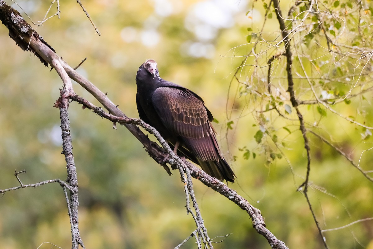 kondor krocanovitý - ML642914661