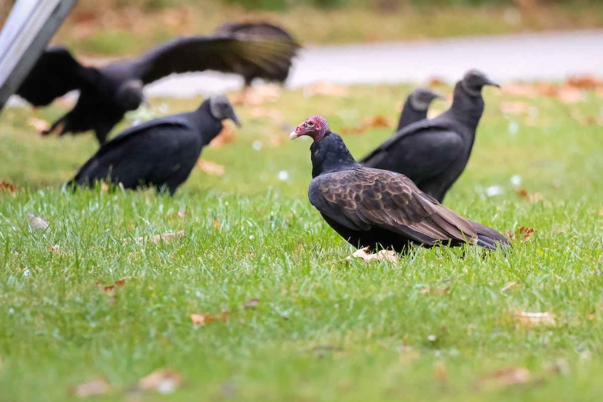 Катарта-индейка - ML642914662