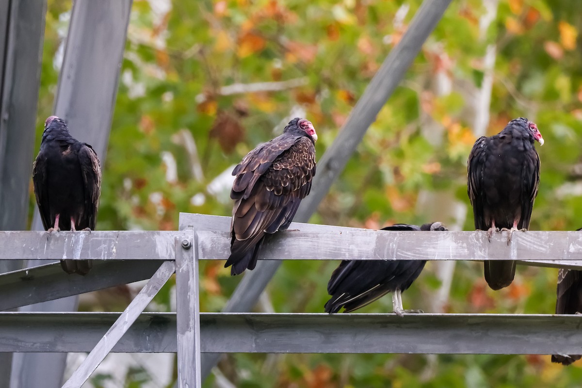 kondor krocanovitý - ML642914663