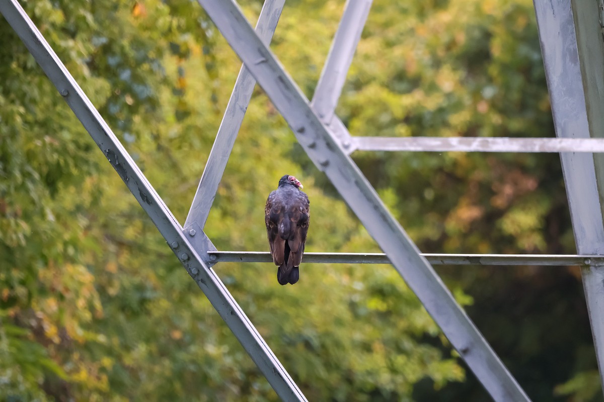 kondor krocanovitý - ML642914664