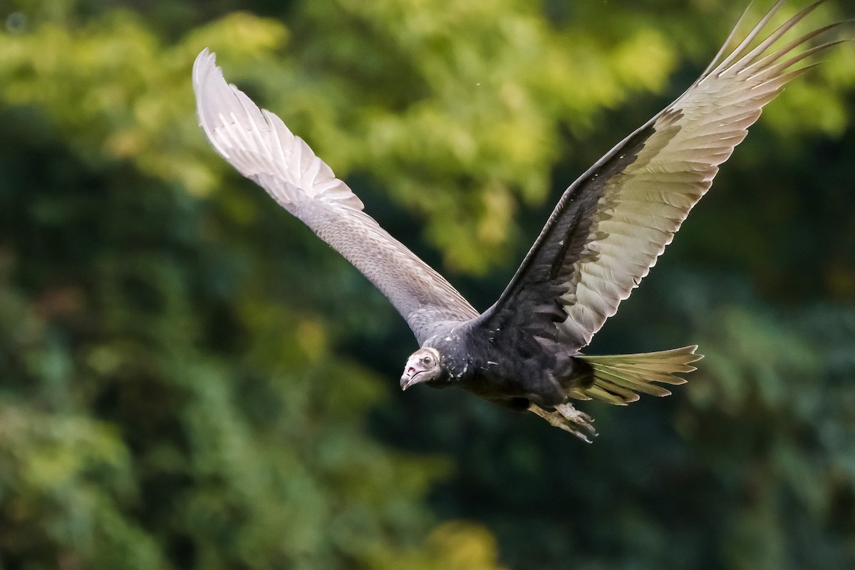 Катарта-индейка - ML642914665