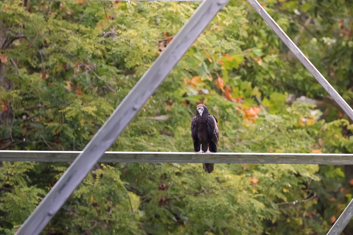 kondor krocanovitý - ML642914666