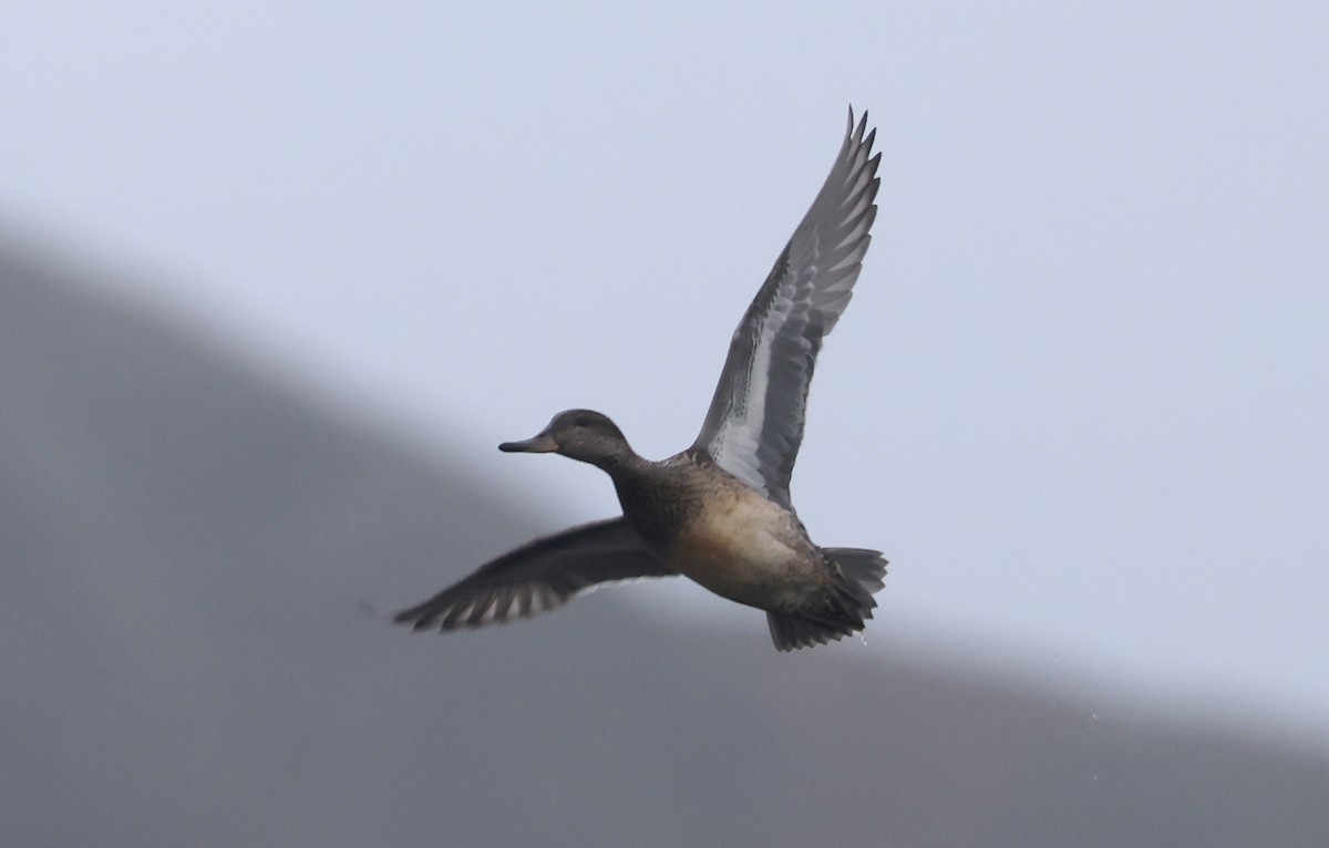 Alzavola (crecca) - ML642914667