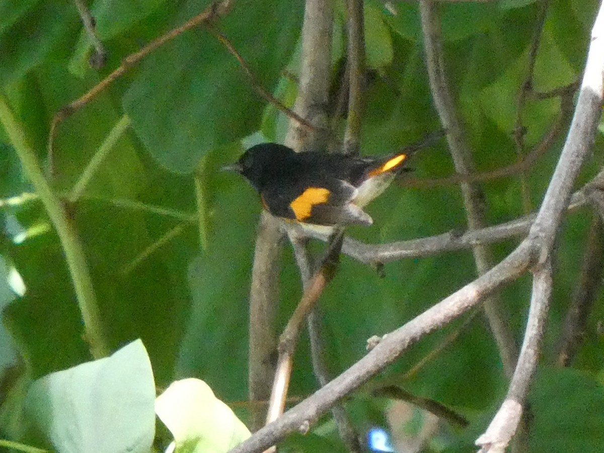 American Redstart - ML642914672