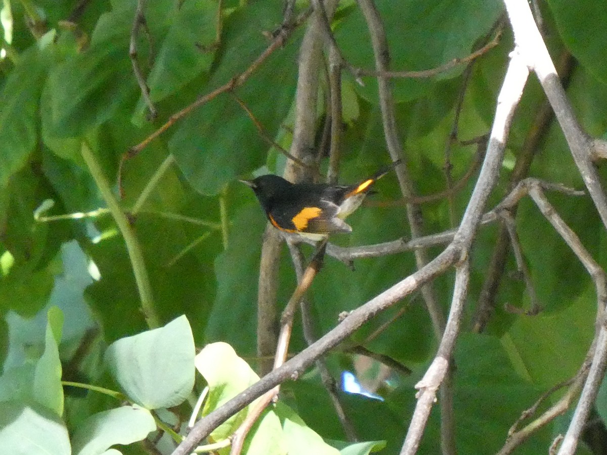 American Redstart - ML642914673