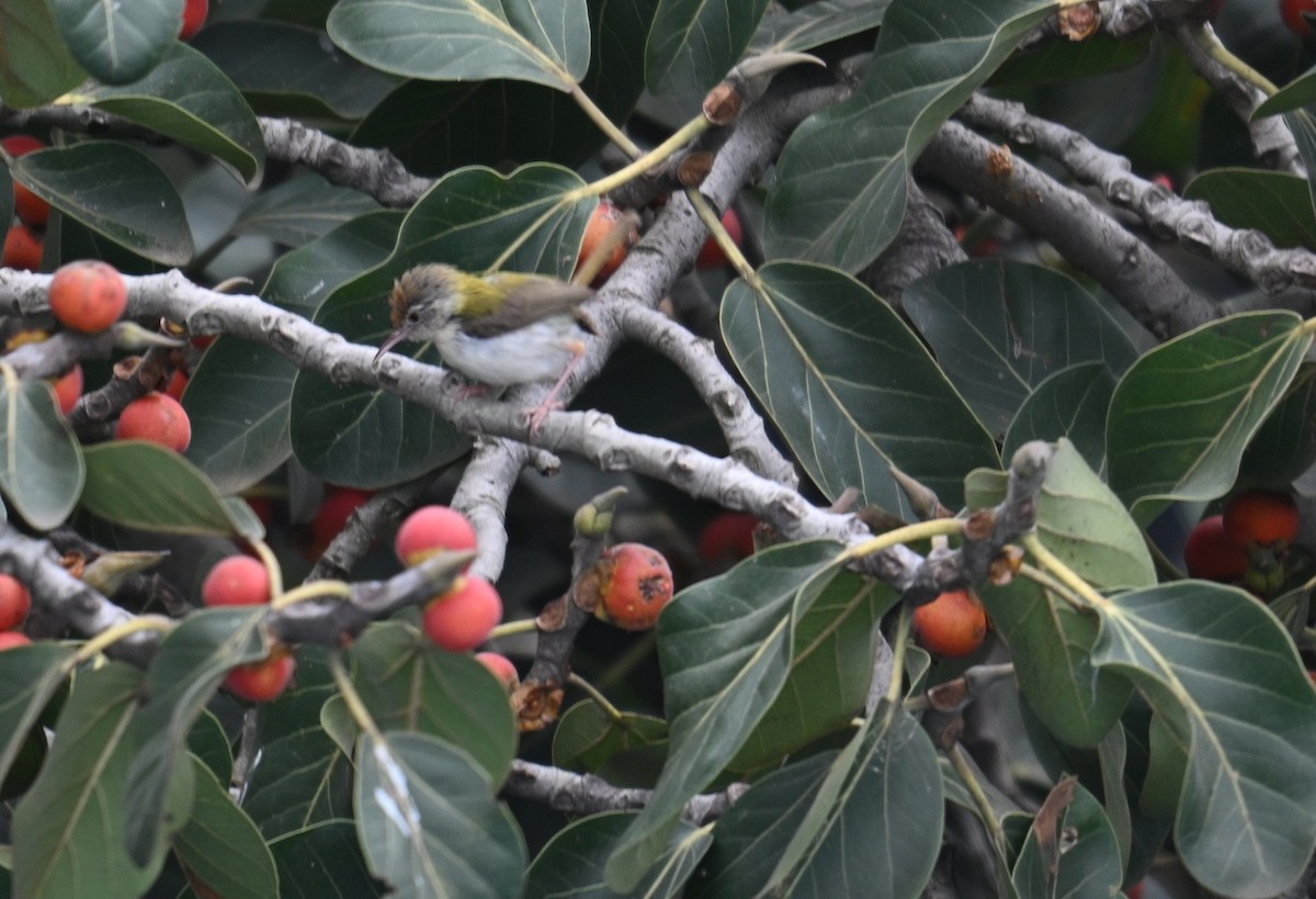 Common Tailorbird - ML642914675