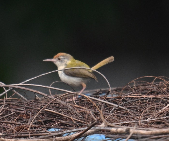 Common Tailorbird - ML642914676