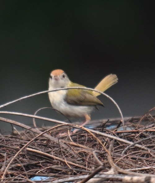 Common Tailorbird - ML642914677