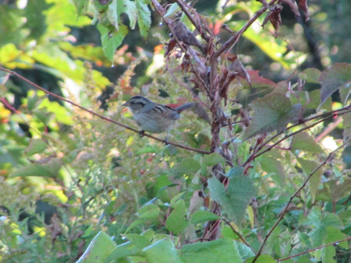 Swamp Sparrow - ML642914703