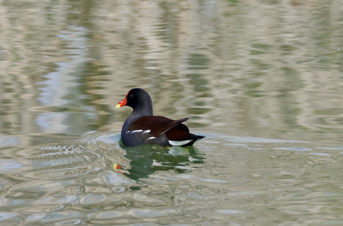 Common Gallinule - ML642914708