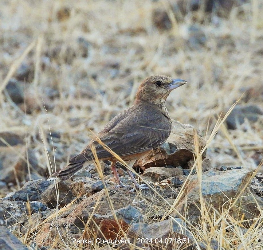Rufous-tailed Lark - ML642914725