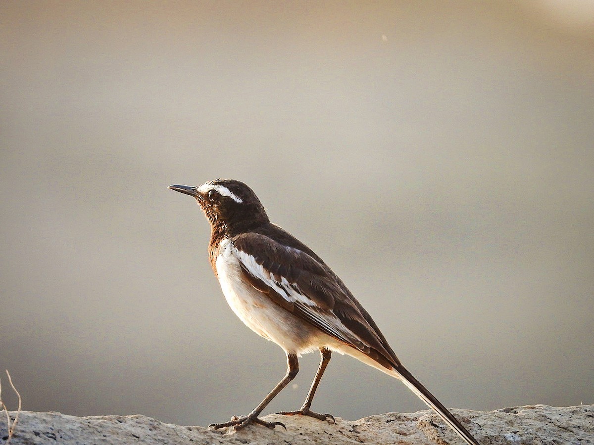 White-browed Wagtail - ML642914729