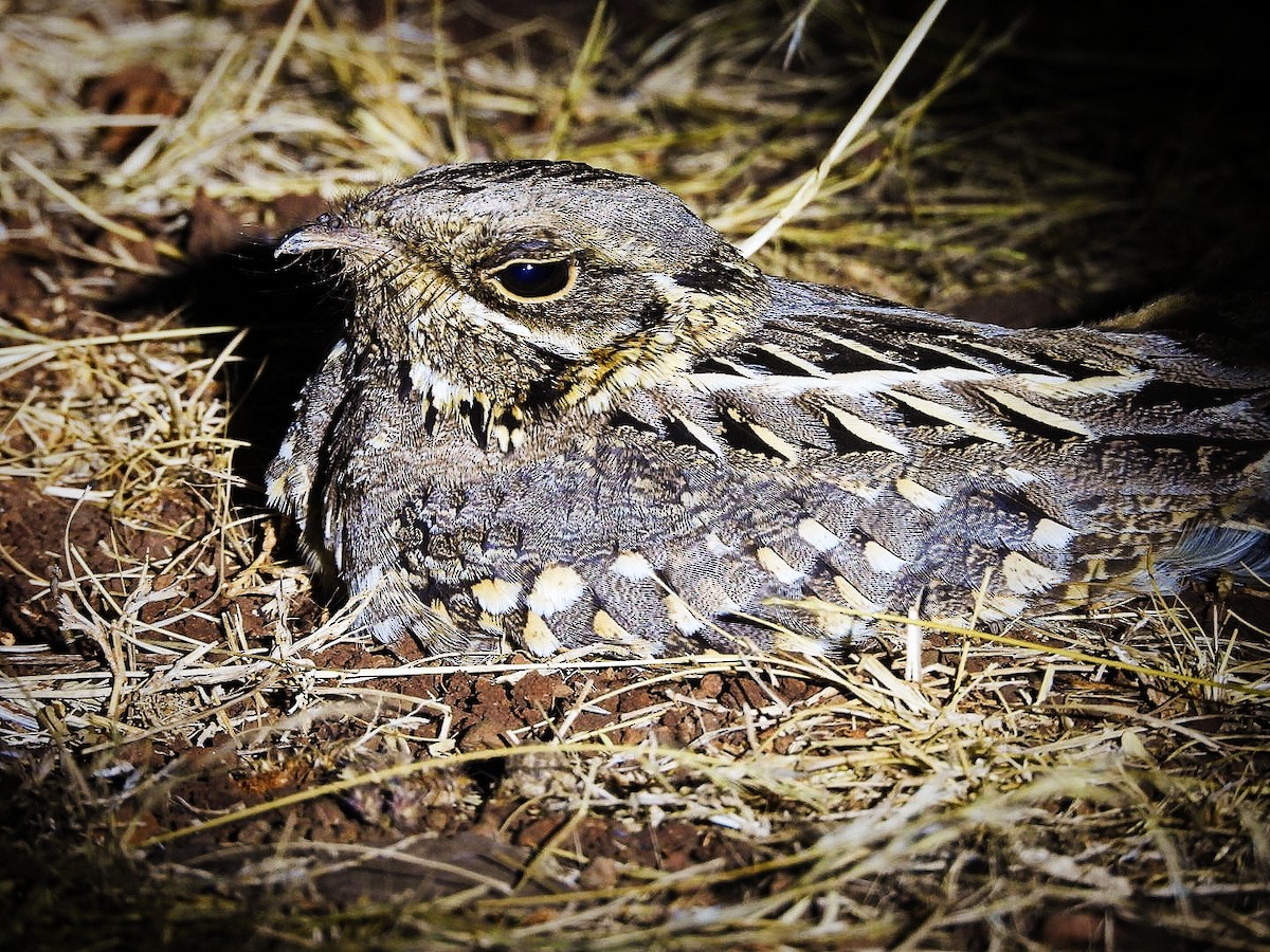 Indian Nightjar - ML642914734